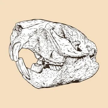 Beaver skull head vector illustration Stock Illustration