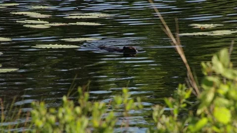 Beaver Slapping Tail Stock Footage 79628569