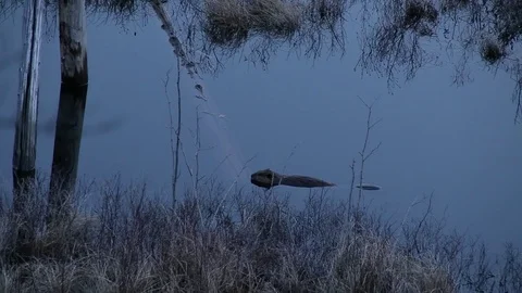 Tail From Beaver Stock Video Footage | Royalty Free Tail From Beaver ...