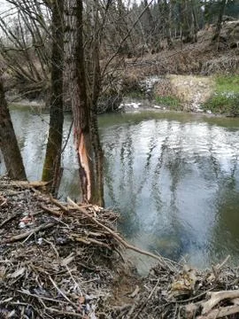 BEAVER  slidding-path and cutting_work (Serie # 15/39) Stock Photos