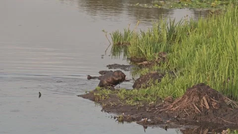 Beaver slow motion June 2025 Stock Footage 314348888