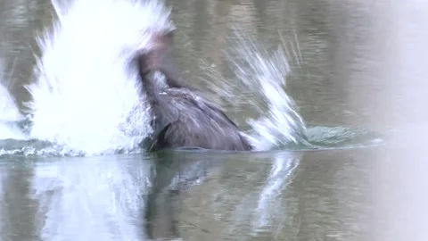 Beaver splashing tail Stock Footage 151721883