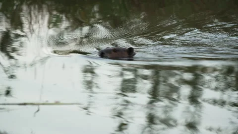 Beaver with stick at a dam Video stock 144024491