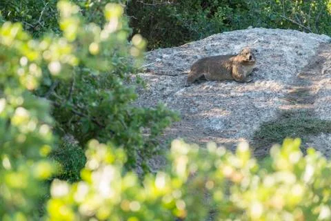 Beaver on a stone Stock Photos