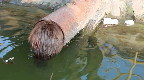 Beaver stuck in the pipe Video stock 49037439