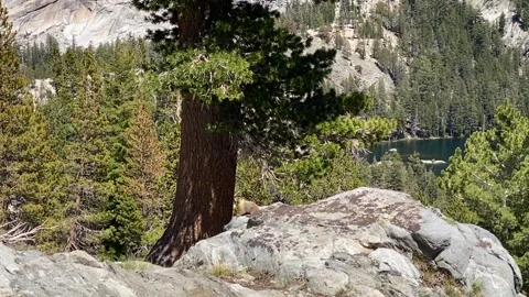 Beaver in sun in mountains Stock Footage 169120016