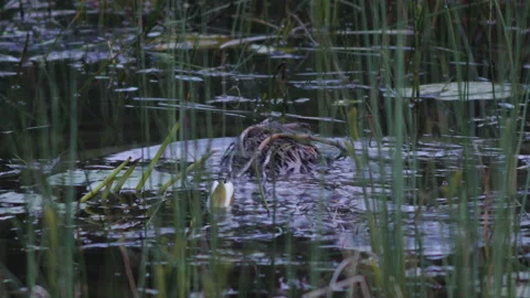 Beaver surfaces under tangle of lily stems, Loch of the Lowes, Perth Scotland Stock Footage 145860672