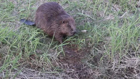 Beaver  swim around 库存影片 136494736