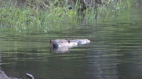 Beaver Swim &amp; Look Video stock 53490996