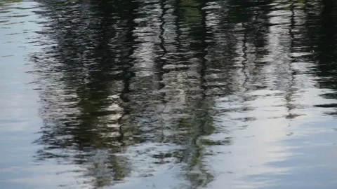 Beaver Swimming Across Frame Stock Footage 73060213