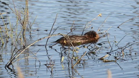 Beaver swimming and chewing willows in pond, left to right, Stock Footage 171246912