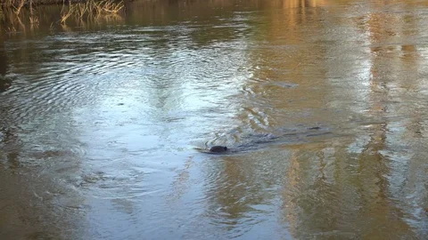 Beaver swimming and diving in the spring river Video stock 89589915