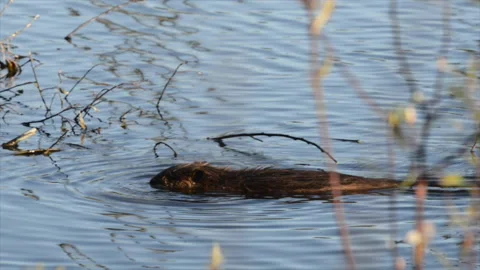 Beaver swimming and gathering willows, right to left, Stock Footage 171246932