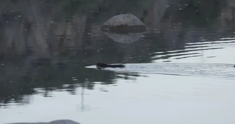 Beaver Swimming Around Large River Rocks at Dawn, Close Wildlife Shot, 7K Stockbeeldmateriaal 333262804