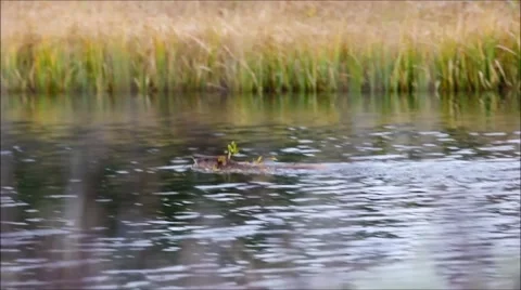 Beaver Swimming in Beaver Pond Stock Footage 45291053