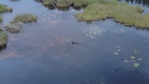Beaver swimming to dam Stock Footage 86474920