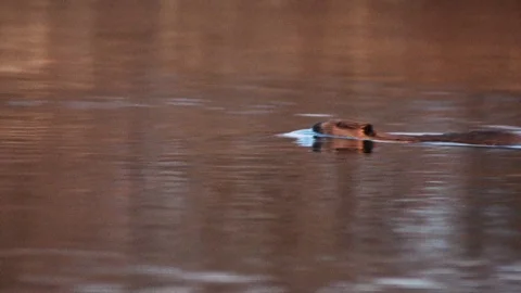 Beaver swimming down a river Stock Footage 128153471