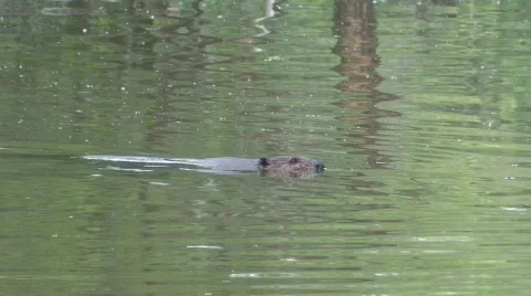 Beaver Swimming Vídeos de archivo 135493