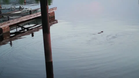 Beaver Swimming Stock Footage 23513114