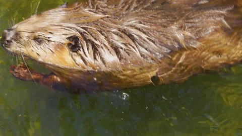 A beaver swimming Stock Footage 244335160