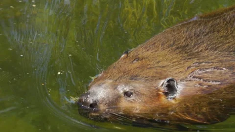 A beaver swimming Stock Footage 244335205