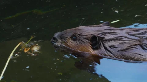 A beaver swimming Stock Footage 244344064
