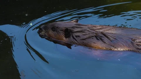 Beaver swimming  Stock Footage 244541513