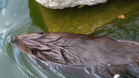 Beaver swimming by Stock Footage 251757173