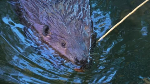 Beaver swimming Stock Footage 266853076