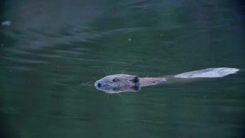 Beaver swimming Stock Footage 270597968