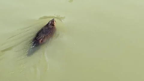 Beaver swimming by Stock Footage 277112436