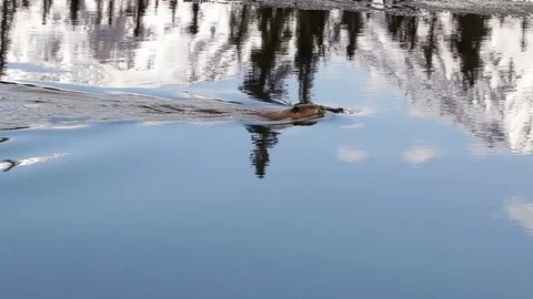 Beaver swimming in half frozen lake Stock Footage 79080053