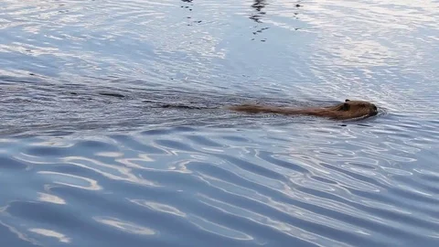 Beaver swimming in lake Stock Footage 79080932