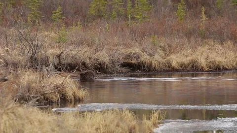 Beaver swimming in lake Stock Footage 79080939