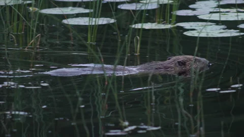 Beaver swimming, Loch of the Lowes, Perth Scotland Stock Footage 145865930