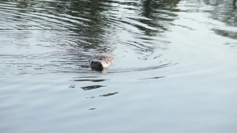 Beaver Swimming out of Frame Stock Footage 73060216