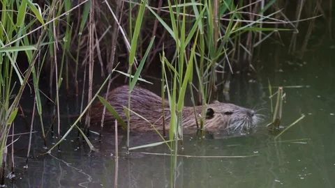 Beaver swimming in river in summer time 库存影片 123548761