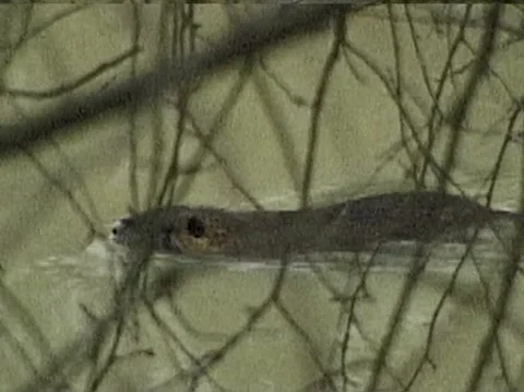 Beaver swimming in a river VHS 2 Stock Footage 168071220