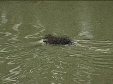 Beaver swimming in a river VHS Stock Footage 168071187