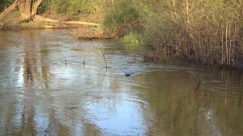 Beaver swimming in the small river Stock Footage 89589964