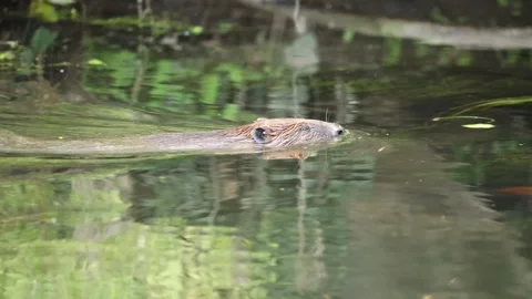 Beaver swimming in stream slow motion Stock-Footage 321688207