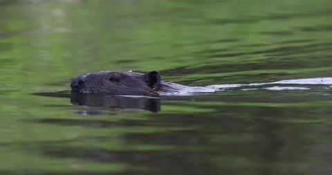 Beaver Swimming on Surface Slaps Tail Stock Footage 195405800