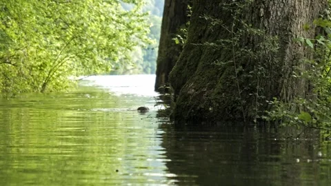 Beaver Swimming Through Flooded Forest Trail to River – 4K Cinematic Wildlife 스톡 동영상 320835979