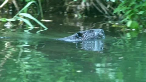 Beaver swims and coasts through gentle calm green river Stock Footage 238912868