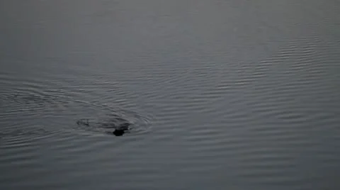 Beaver swims around with stick. Stock Footage 10748878