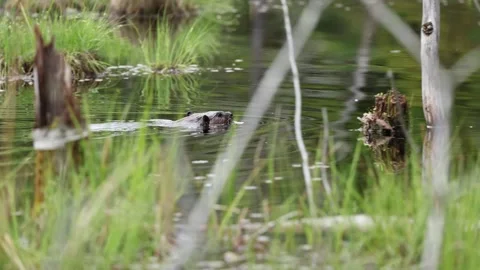 Beaver swims by camera and disappears behind grass Stock-Footage 310588108
