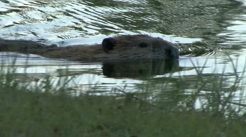 Beaver Swims Close by Grass Video stock 54263329