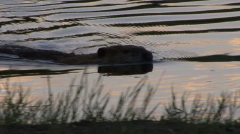 Beaver Swims to Colored Water Video stock 53488776