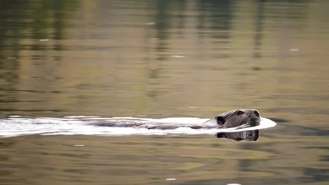 Beaver swims, does tail splash and dives Stock Footage 109848755