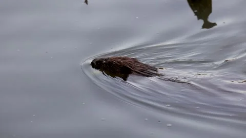 A beaver swims down the river Stock Footage 306370296